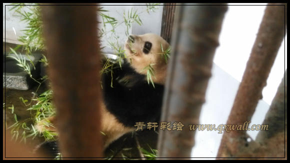 熊貓在吃竹子