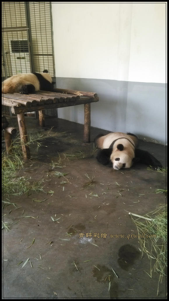 大貓在睡覺
